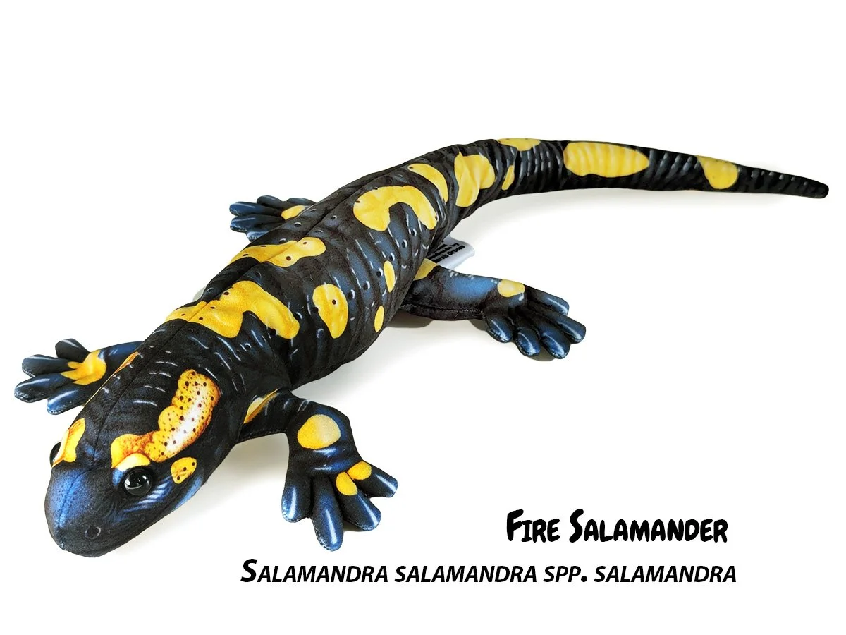 Salamandra Species — PALÆOPLUSHIES